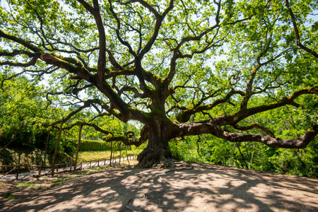 Old oak tree in the park at sunny summer day. Natural backgroundの写真素材