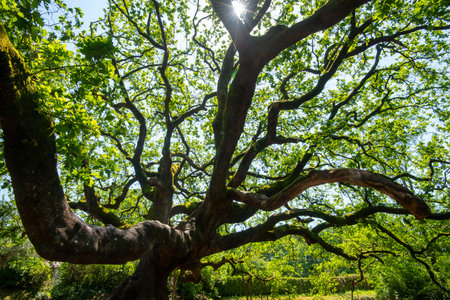 Large old oak tree with green leaves and sun shining through the branchesの写真素材