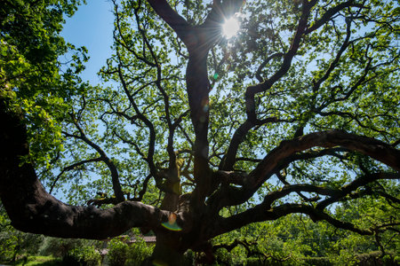 Old oak tree in the park on sunny summer day with lens flareの写真素材