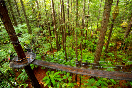 Redwoods Whakarewarewa Forest - Rotorua - New Zealandの写真素材