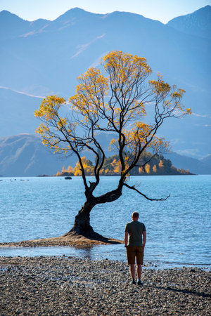 That Wanaka Tree - New Zealandの写真素材