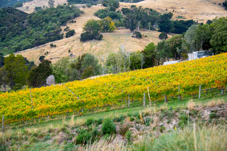 Pinot Noir and Riesling Vineyard in Canterbury - New Zealandの写真素材