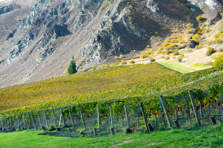 Vineyard in the South Island of New Zealand, South Island