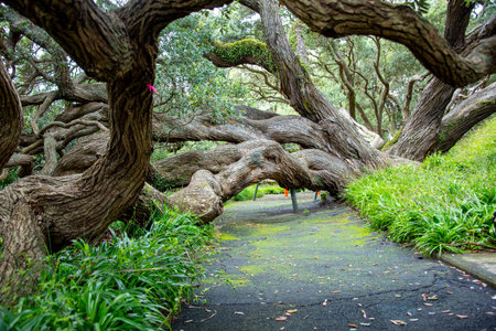 Pohutukawa Tree in Emily Place Reserve - Auckland - New Zealandの写真素材