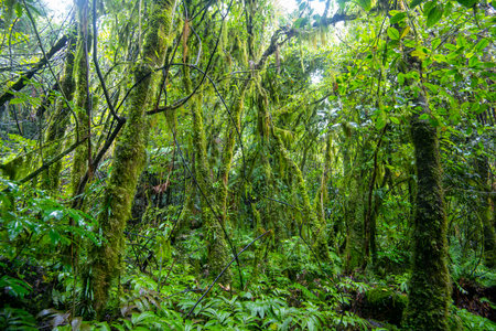 Tawa and Nikau Forest - New Zealandの写真素材