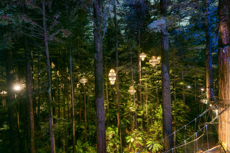 Redwoods Whakarewarewa Forest - Rotorua - New Zealand