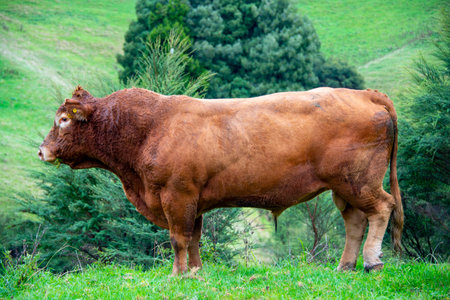 Brown cow on green meadow in the mountains. Nature background.