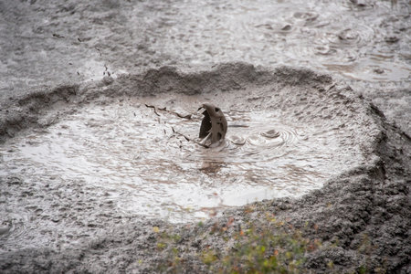 Duck in mud hole in Yellowstone National Park, Wyoming, USA