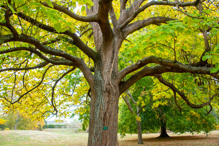 old big tree in autumn park with yellow leaves and green grass.の写真素材