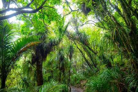 Tropical rain forest in Doi Inthanon National Park, Thailand