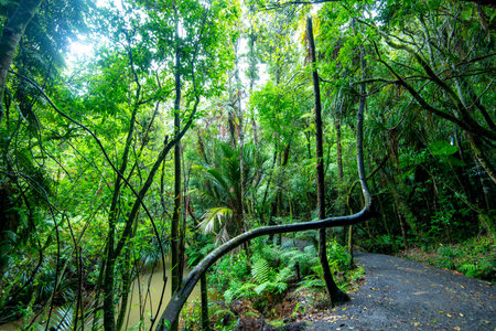 Tropical rain forest in Doi Inthanon National Park, Thailand
