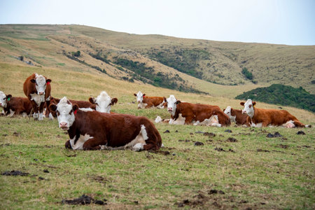 Herd of cows on a farm in the Pyrenees, Franceの写真素材