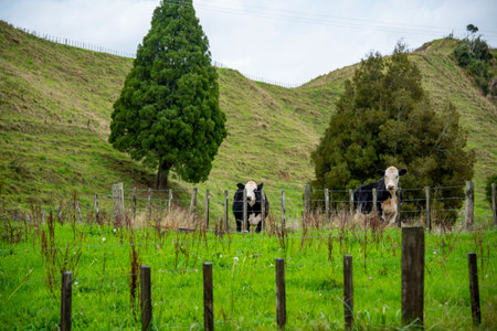 Cattle Pasture in Taranaki Region - New Zealandの写真素材