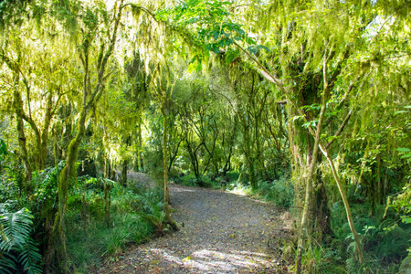 Temperate Rain Forest in Westland - New Zealand