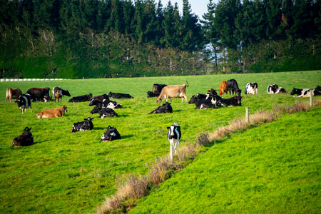 Cattle Pasture in Southland Region - New Zealandの写真素材