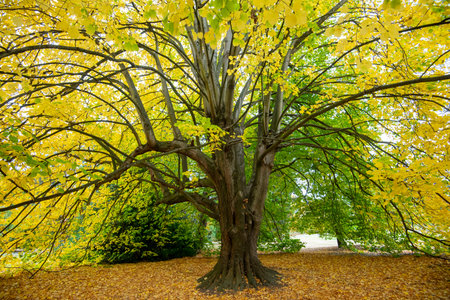 Beautiful autumnal tree with yellow leaves in the park. Nature background