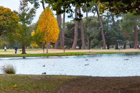 Victoria Lake in Hagley Park North - Christchurch - New Zealandの写真素材