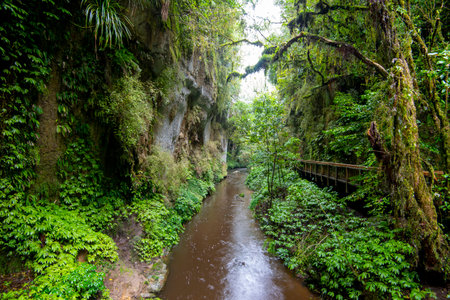 Mangapohue Limestone Gorge - New Zealandの写真素材