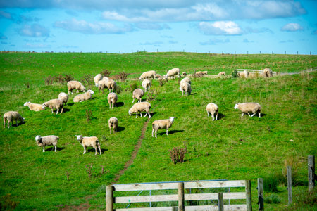 Sheep Pasture in Manawatu-Whanganui Region - New Zealandの写真素材