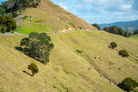 Mangawhai Cliff Walk - New Zealandの写真素材