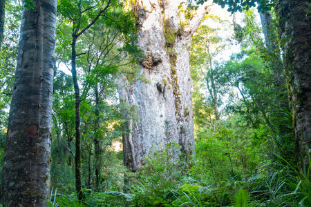 'Te Matua Ngahere' Kauri Tree - New Zealandの写真素材