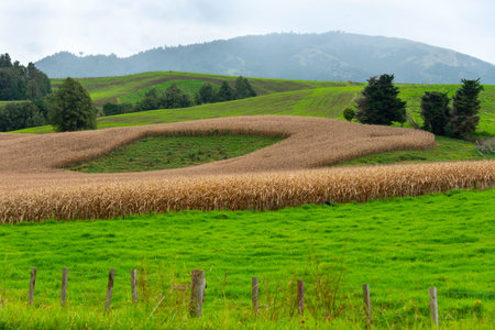 Agricultural Field in Waikato Region - New Zealand
