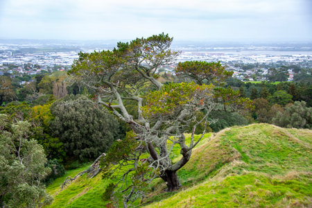 One Tree Hill - Auckland - New Zealandの写真素材