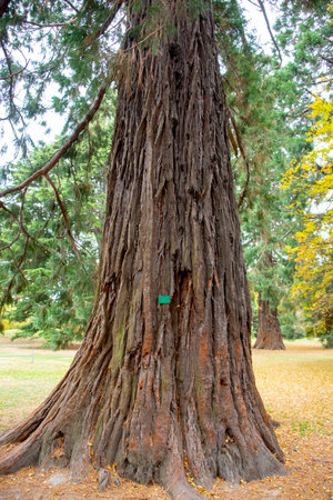 Giant Sequoia Tree in the Parkの写真素材