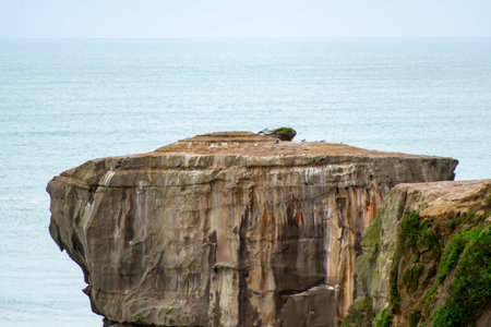 Muriwai Gannet Colony Rock - New Zealandの写真素材