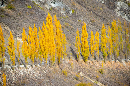 Poplar Trees on Chard Road