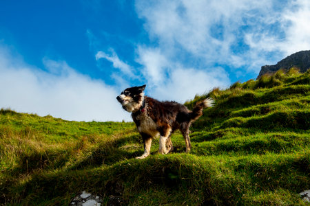 Faroese Sheepdog - Faroe Islandsの写真素材
