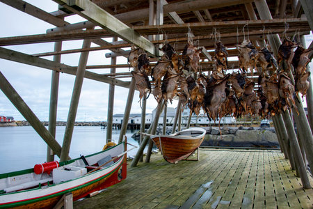 Dried Cod Heads in Lofoten - Norwayの写真素材