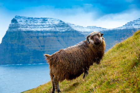 Faroese Ram - Faroe Islandsの写真素材