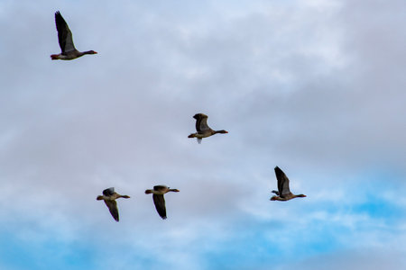 Faroese Geese in Flight - Faroe Islandsの写真素材