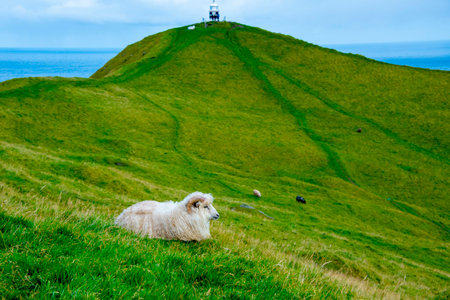 Faroese Ram - Faroe Islandsの写真素材