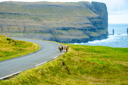 Faroese Sheep on the Road - Faroe Islandsの写真素材