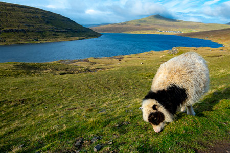 Faroese Sheep - Faroe Islandsの写真素材