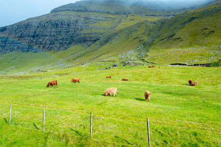Highland Cattle Pasture in Faroe Islandsの写真素材
