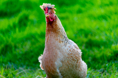 Cream Legbar Chicken in the Grassの写真素材