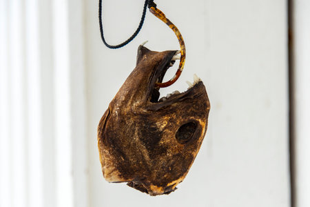 Dried Cod Head in Lofoten - Norwayの写真素材