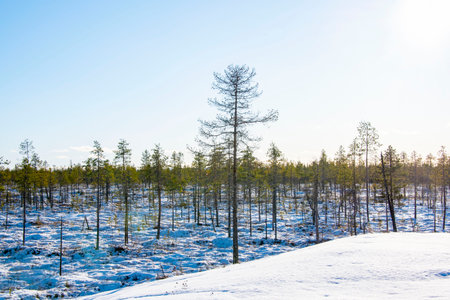 Snowy Season in Lapland - Swedenの写真素材