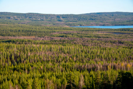Pine Forest in Lapland - Finlandの写真素材