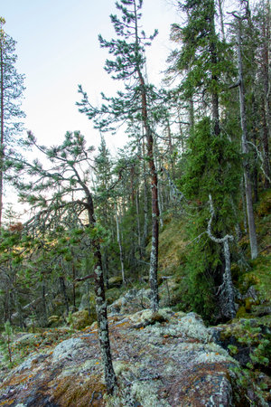 Pine Forest in Lapland - Finlandの写真素材