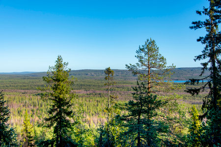 Pine Forest in Lapland - Finlandの写真素材