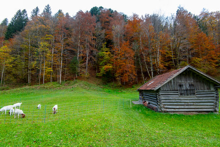 Wood Cabin (Waldlerhauser) in Bavaria - Germanyの写真素材