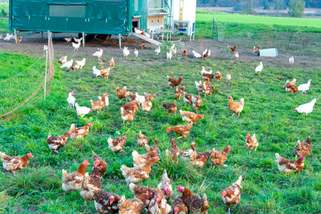 Free Range Chicken in Enclosureの写真素材
