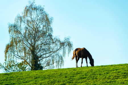 Horse Silhouette on a Pastureの写真素材