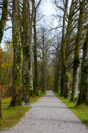 Footpath on Herreninsel Island - Germanyの写真素材