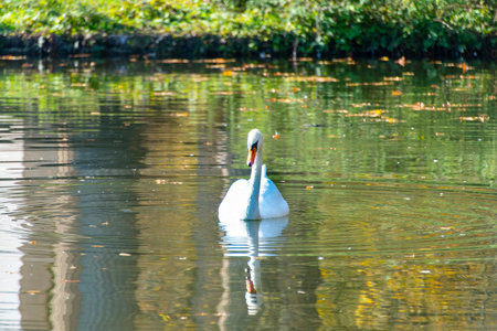 Swan in Nymphenburg Park - Munich - Germanyの写真素材