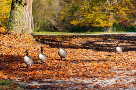 Canada Geese in Nymphenburg Parkの写真素材